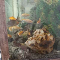 فروش آکواریوم با تمام ماهی ها ولوازم|ماهی|ری, سیزده آبان|دیوار