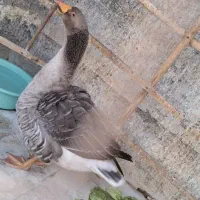 قو غاز|حیوانات مزرعه|تهران, جوادیه|دیوار