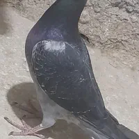 کبوتر آلمانی پلاکی و طوقی به ضمانت|پرنده|مشهد, میان ولایت|دیوار