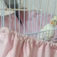 تخم عروس هلندی نطفه دار|پرنده|رشت, پیرکلاچای|دیوار