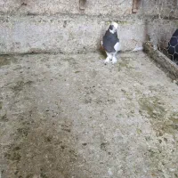 بهبهانی درجه یک|پرنده|شیراز, تندگویان|دیوار