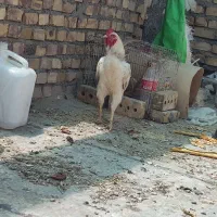 خروس دو رگه