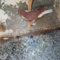 . سرخ دم سفید