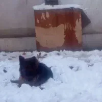 سگ ژرمن شولاین نر جوان