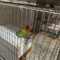 طوطی برزیلی|پرنده|ماهدشت, |دیوار