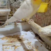 عروس نر سخنگو