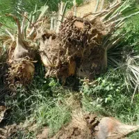 انجام کلیه کارهای باغ