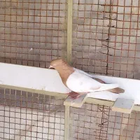 کفتر بی نقص بهبهانی