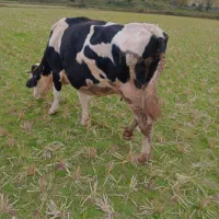 گاو حیوانات مزرعه