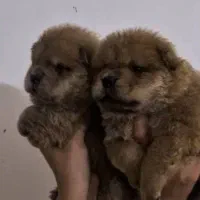 پرورش تخصصی چاوچاو