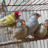 فنچ|پرنده|بندر ماهشهر, |دیوار