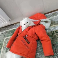 پرشین|گربه|اردکان, |دیوار