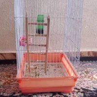 قفس عروس هلندی نو بزرگ|لوازم جانبی حیوانات|کرمان, |دیوار