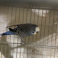 مرغ عشق نر هلندی