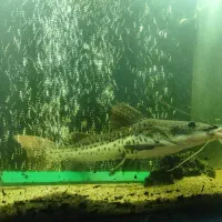 ماهی دراگون