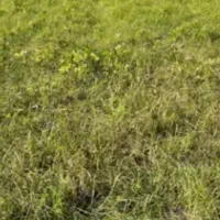 فروش-زمین-کشاورزی-تسحیح-نشده