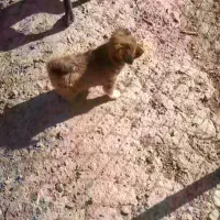 توله سگ پودل شیتزو