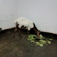 بز پاکستانی|حیوانات مزرعه|مهاباد (آذربایجان غربی), |دیوار