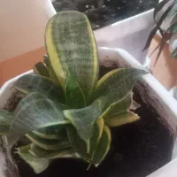 گلدان|گل و گیاه طبیعی|بانه, |دیوار