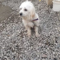 سگ پاکوتاه پشمالو خانگی|سگ|گنبد کاووس, |دیوار