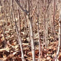 نهالستان پسته