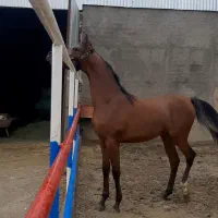 نریان دوسر وارداتی