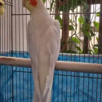 جفت عروس هلندی مولد