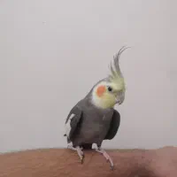 عروس هلندی مست