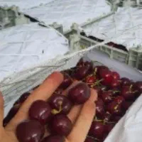 فروش گیلاس سیاه لواسان