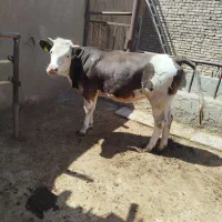 گوساله سیمینتال