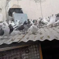 ۴۵ عدد کبوتر