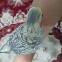 عروس هلندی ماده مینیاتوری ۱۵ ماهه مست مست سخنگو|پرنده|مرند, |دیوار