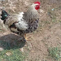 حیوان مزارعه