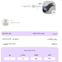کبوتر مصافتی مسابقه دهنده پلاکی شناسنامه دار|پرنده|اصفهان, سپاهان‌شهر|دیوار