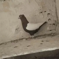 کفتر دورنگ دم سیاه نرمست شلاقی|پرنده|الوند, |دیوار