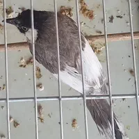 پرنده|پرنده|شیراز, طلاب|دیوار