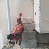 خروس لاری افغان|حیوانات مزرعه|تاتار علیا, |دیوار