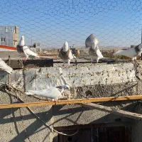 کبوتر طوقی|پرنده|درگزین, |دیوار