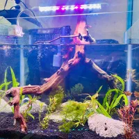 نصب و سرویس آکواریوم و مشاوره پرورش ماهی
