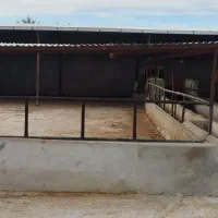 اجاره ی دامداری