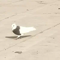 حمیدیه مسیر خسرج روستایه بیت طعمه