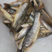 ماهی پاک کرده