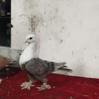 کفتر کلاغ