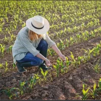 نیرو کار فعال جهت کار گلخانه