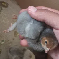 جوجه یک روزه برهما فقط ۱۵۰ تومن