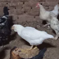 مرغ وخروس زینتی کل مرغ وخروس جوجه زیرمرغ ب شرط تخم|حیوانات مزرعه|میبد, |دیوار