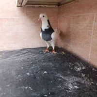 طوقی|پرنده|مسجد سلیمان, |دیوار