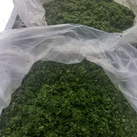 سبزی خرد شده فقط برای ارگان ها و شرکتها|خوردنی و آشامیدنی|کرج, اصفهانی‌ها|دیوار