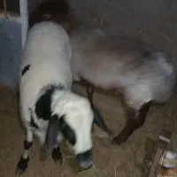 گوسفند فروشی