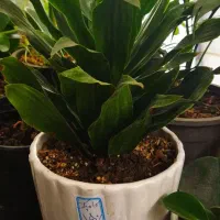 سری جدیدگلهای زیبا|گل و گیاه طبیعی|کرج, شهرک بهداری|دیوار